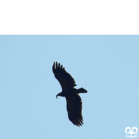 گونه عقاب خالدار بزرگ Greater Spotted Eagle